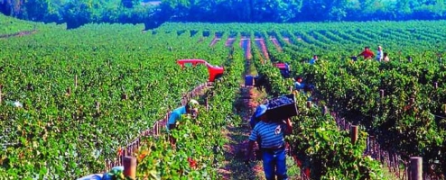 KHÁI NIỆM VỤ VANG  MILLESIME VINTAGE, 