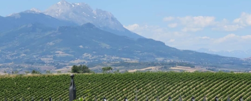 NHỮNG KỶ NIỆM VỀ VÙNG TRỒNG NHO ABRUZZO(ITALY)